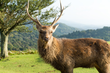 Stag deer close up
