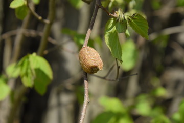 Ootheca mantis on the branches of a tree. The eggs of the insect laid in the cocoon for the winter are laid. Ooteca on a branch of hazelnut