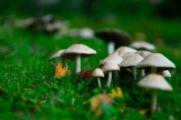 mushrooms