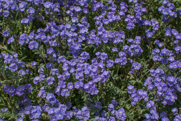 Obraz premium Purple Flowers