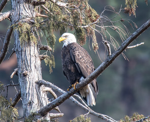 Bald Eagle Goldstream Park Victoria BC
