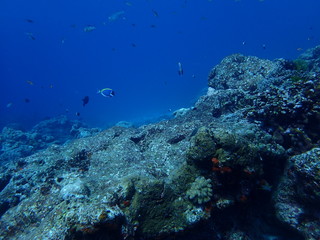 Fototapeta na wymiar インド洋を泳ぐパウダーブルーサージョンフィッシュのカップル
