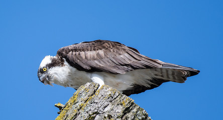 Osprey Lunch