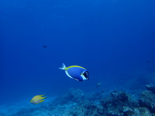 Fototapeta na wymiar インド洋を泳ぐパウダーブルーサージョンフィッシュ