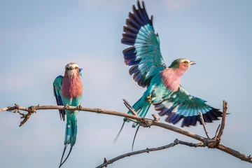 Foto op Canvas Two Lilac-breasted rollers in Chobe. © simoneemanphoto