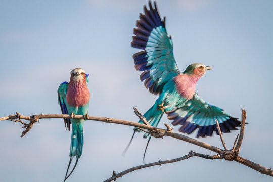Two Lilac-breasted rollers in Chobe.