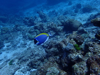 インド洋を泳ぐパウダーブルーサージョンフィッシュ
