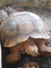 Orange turtle laying on the rock floor