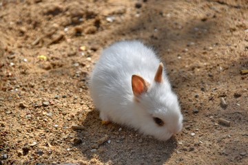 Junges Kaninchen 