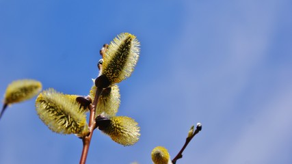 Цветущие ветки ивы