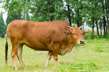 Naklejka na ściany i meble portrait the brown cow grazing the grass on the field