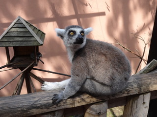 Lemur