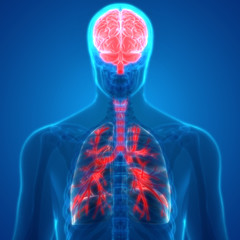 Human Organs Lungs and Brain Anatomy