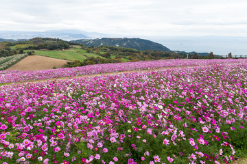 Cosmos flower meadow