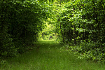 Green forest in spring time, Hungary