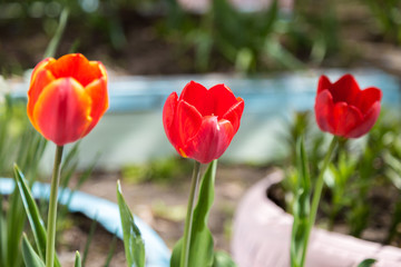Red tulips in the spring