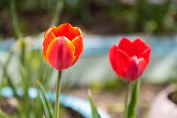 Red tulips in the spring