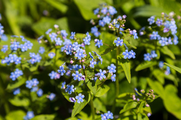 forget-me-not flowers