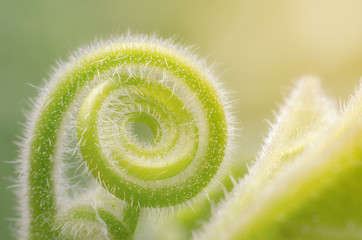 Tendril of green climbing plant growing in a spiral form.