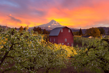 Sunset over Mt Hood and Red Barn in Hood River Oregon