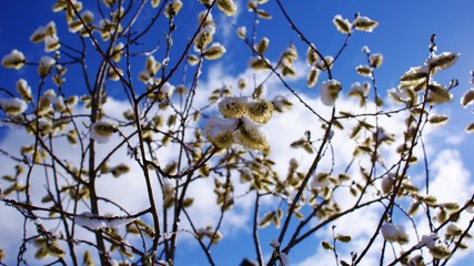 Цветущие ветки ивы