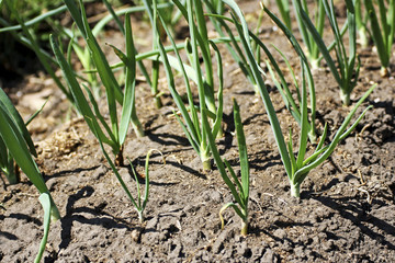 Young onion on a garden bed.