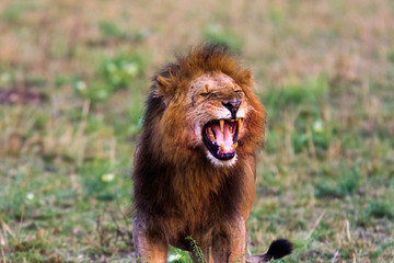 Terrifying roar of a lion. Masai Mara, Kenya. Africa
