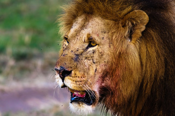Attentive look of a lion. Masai Mara, Kenya