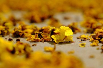 Yellow flower petals on floor