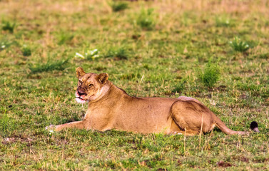 Portrait of a resting lioness. Masai Mara, Kenya