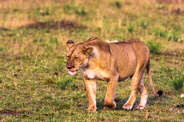 Lioness in the savannah. Masai Mara, Kenya