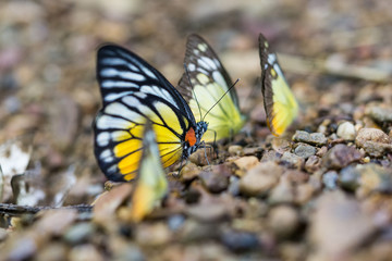 Beautiful butterfly in the forest