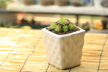 Close up Rectangular arrangement of succulents; cactus succulents in a planter, natural background 
