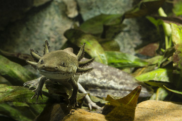 Axolotl Mexican in natural color sitting on stone and leaves.