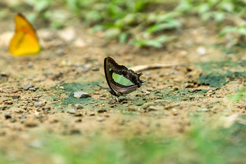 Beautiful butterfly in the forest