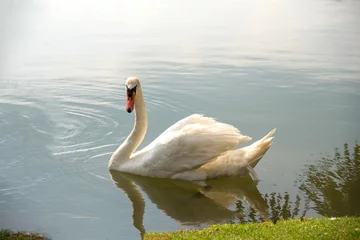 Papier Peint photo Cygne White swan swimming in the lake
