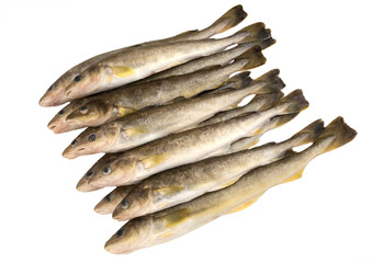 Raw fish.  Navaga fish.  Saffron cod. - obrazy, fototapety, plakaty
