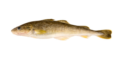 Raw fish.  Navaga fish.  Saffron cod.