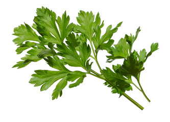 Parsley leaf