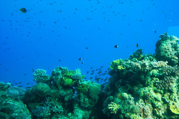 Fototapeta na wymiar Fragment of colorful coral reef