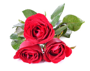 Beautiful red rose isolated on white background
