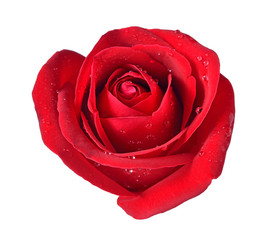 Beautiful red rose isolated on white background