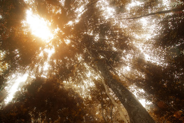 Autumn forest with sunlight. (Un-focus image)