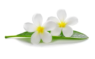 Crédence de cuisine en verre imprimé Frangipanier Fleurs tropicales frangipanier (plumeria) isolé sur fond blanc