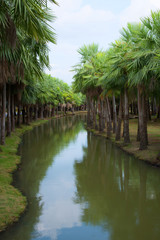 Canal pass center in palm garden.
