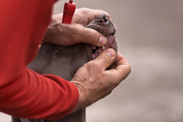 dental check of teeth during dog show