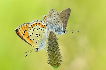 Obraz na płótnie Canvas accoppamento farfalle