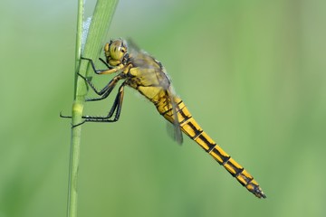 Libellula, Orthetrum cancellatum