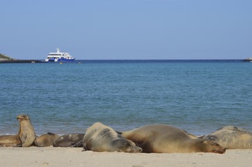 GalÃ¡pagos sea lion (Zalophus wollebaeki), a species that exclusively breeds on the Galapagos...