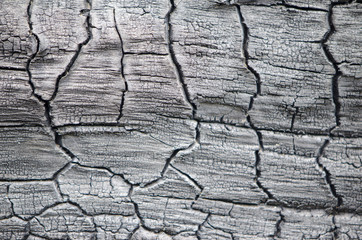 Burnt wood texture. Charred board